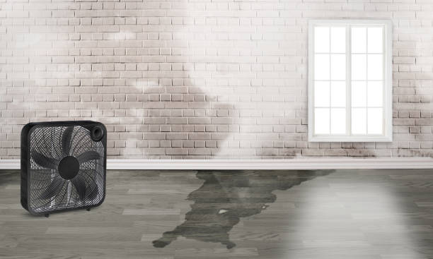 Best Water damage contractors near me  in Greenbrier, AR